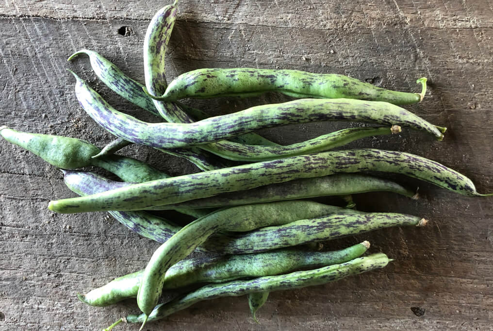 Bean Pole Snap Rattlesnake Seeds