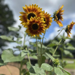 Sunflower Autumn Beauty Seeds