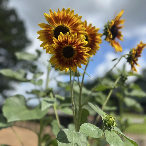 Sunflower Autumn Beauty Seeds