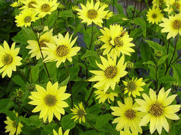 Sunflower Lemon Queen Seeds