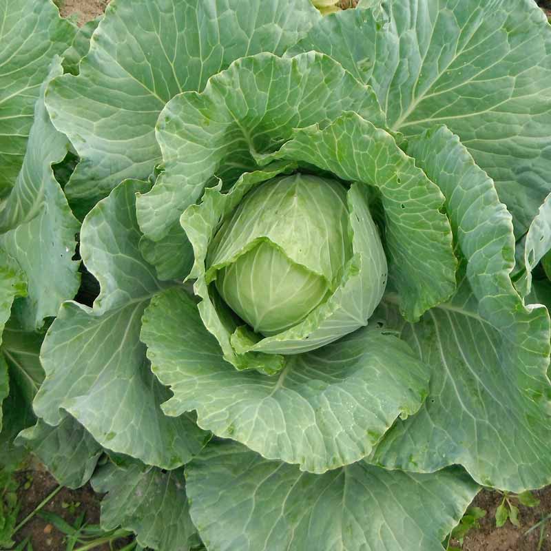 Cabbage Copenhagen Market Seeds