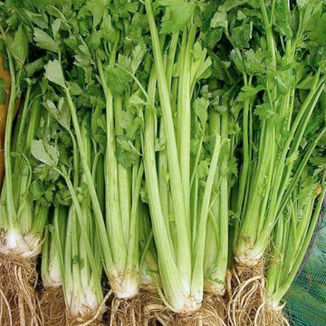 Celery, Utah Seeds