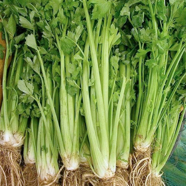 Celery, Utah Seeds