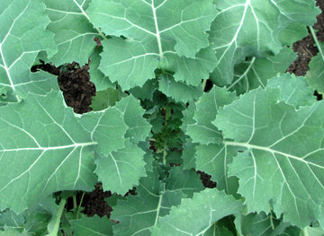Kale, Premier Seeds
