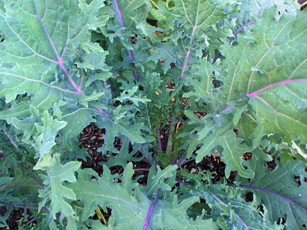 Kale, Red Russian Seeds