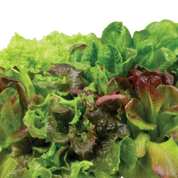 Thrive's All Lettuce Mix Seeds