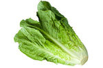 Lettuce Romaine Green Seeds