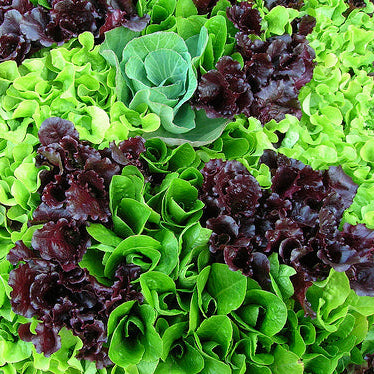 Thrive's Mesclun Mix