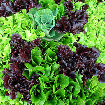 Thrive's Mesclun Mix