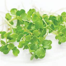 Microgreen Arugula