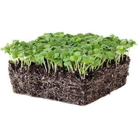 Microgreen Caprese Salad Seed Blend