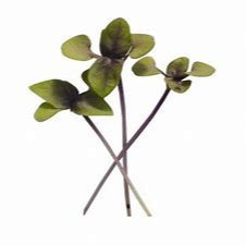 Microgreen Basil Genovese