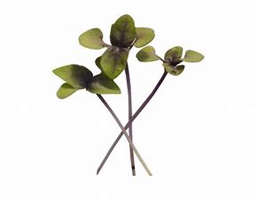 Microgreen Basil Genovese Seeds