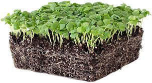 Microgreen Caprese Salad Seed Blend