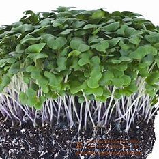 Microgreen Broccoli De Cicco