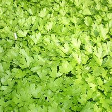 Microgreen Celery