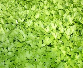 Microgreen Celery Seeds