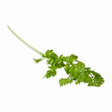 Microgreen Chervil Common