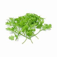 Microgreen Coriander Moroccan Splits