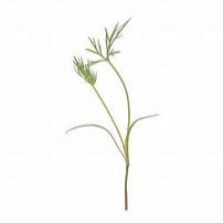 Microgreen Dill Bouquet