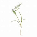 Microgreen Dill Bouquet-1