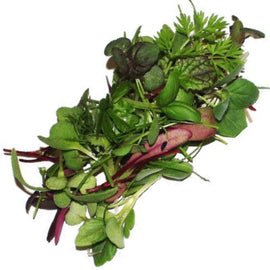 Microgreen Culinary Herbal Seed Blend