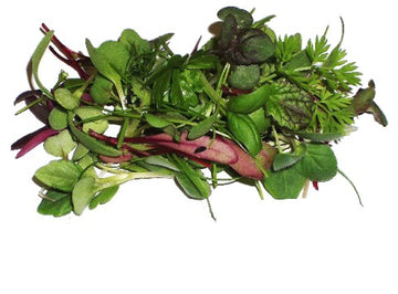 Microgreen Culinary Herbal Seed Blend