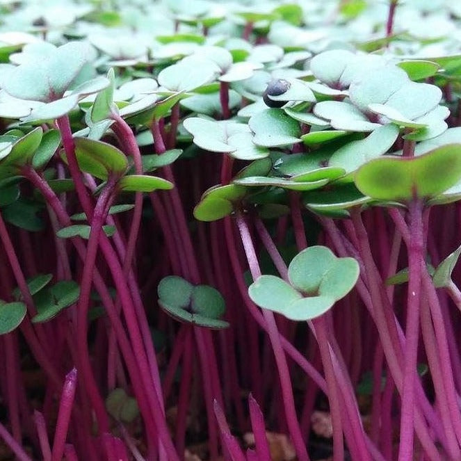 Microgreen Kale Blend