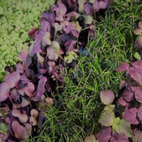 Microgreen Culinary Citrus Seed Blend