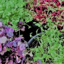 Microgreen Dill Pickle Blend