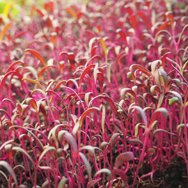 Microgreen Pink Orach