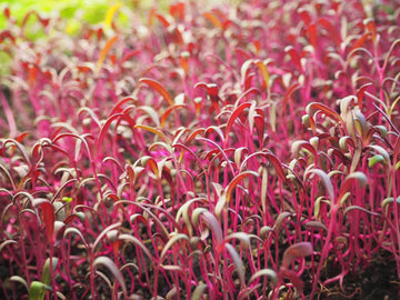 Microgreen Pink Orach Seed