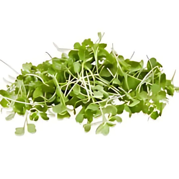 Microgreen Cabbage Pak Choi