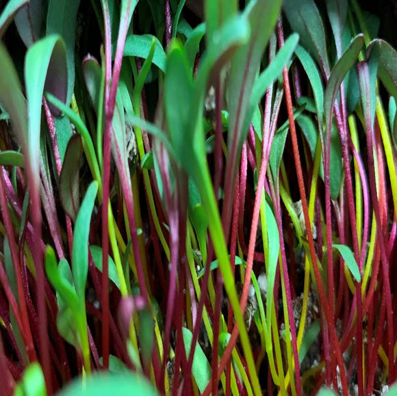 Microgreen Rainbow Beet Blend