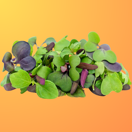 Thrive's Rainbow Microgreen Blend