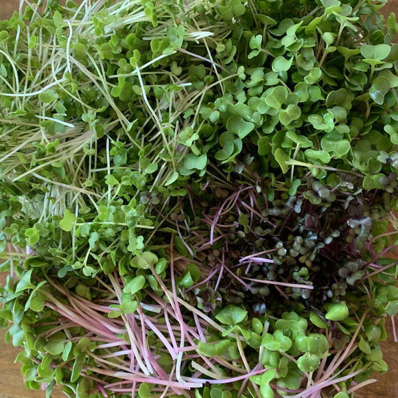 Microgreen Culinary Spicy Seed Blend