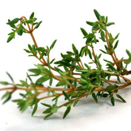 Microgreen Thyme Common