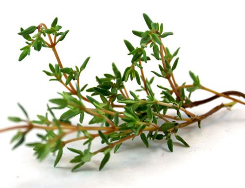 Micro Green Thyme, Common Seeds