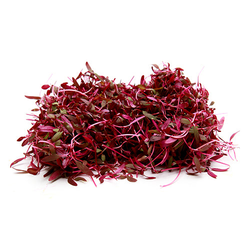 Microgreen Amaranth Red