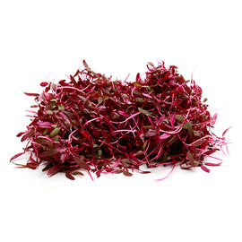 Microgreen Amaranth Red