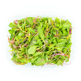 Microgreen Rainbow Chard Blend