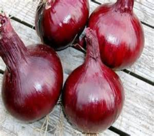 Onion, Southport Red Globe Seeds