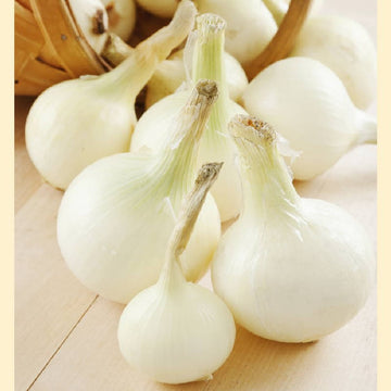 Onion, Southport White Globe Seeds