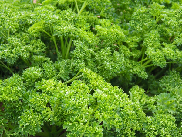 Parsley, Forest Green Seeds