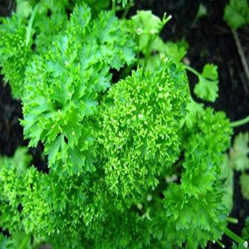 Parsley, Moss Triple Curled Seeds
