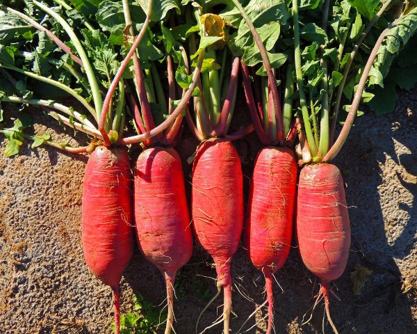 Radish, China Rose Seeds