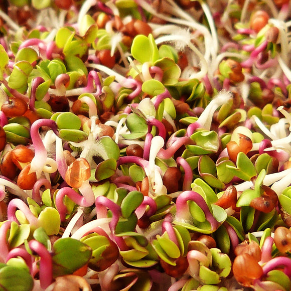 Thrive's Microgreen Specialty Blend