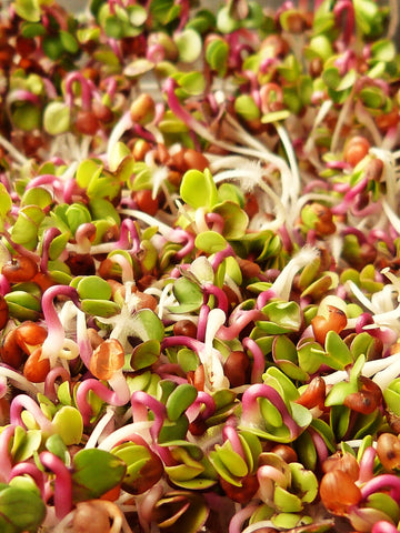 Thrive's Microgreen Specialty Blend