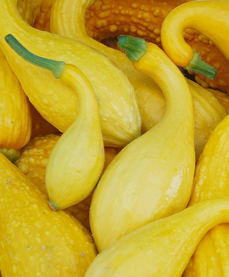 Squash Crookneck Yellow Seeds
