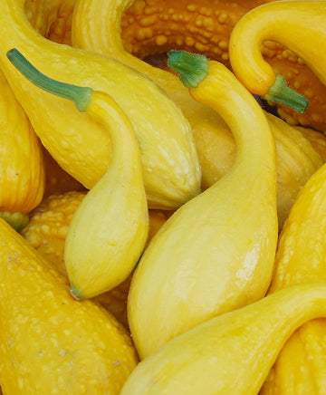 Squash, Early Summer Crook Neck Seeds